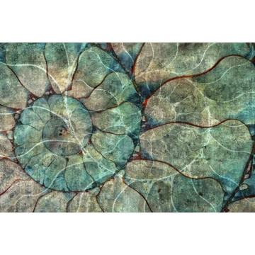 KADAM-glamora-nautilus-design-tapeta